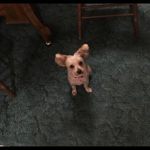 Meet your Posher, Ginger